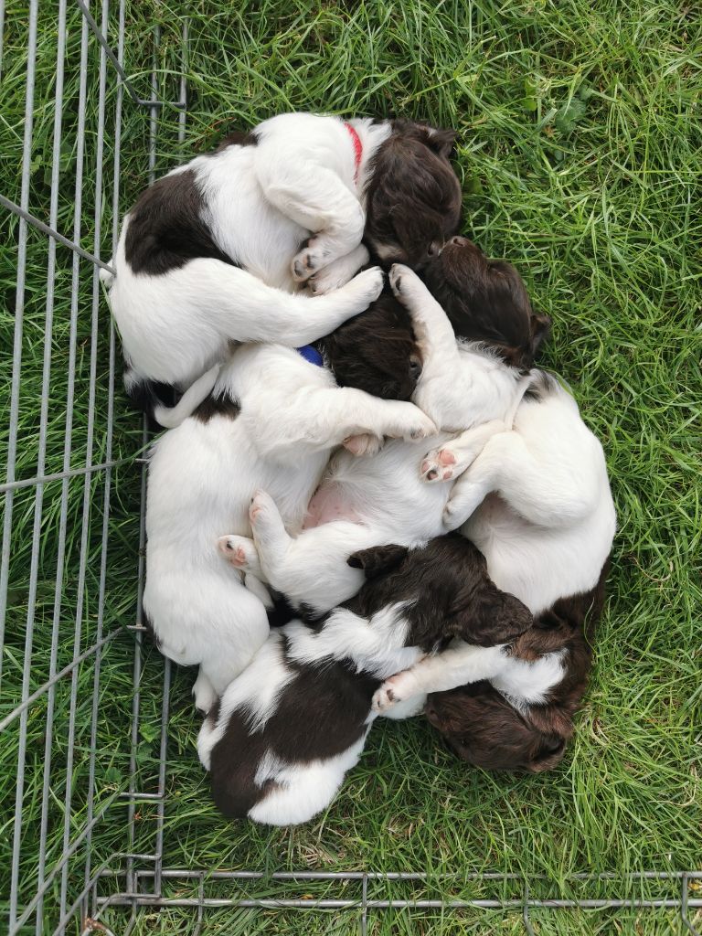 Chiot Petit Epagneul de Münster du Marais des Grandes Aiguilles